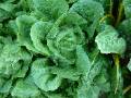 Chinese cabbage 